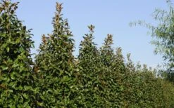 Brackens Brown Beauty Magnolia - 7 Gallon Pot (3-4') -Plant Shop Magnolia Brackens Brown Beauty 6 2