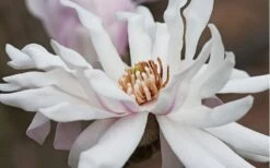 Centennial Star Magnolia - 3 Gallon Pot -Plant Shop Magnolia Centennial 10