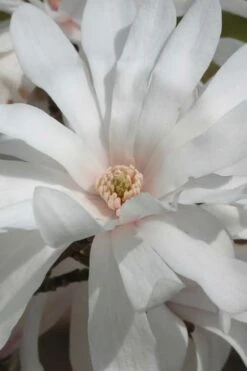 Centennial Star Magnolia - 1 Gallon Pot 16 Centennial Star Magnolia - 1 Gallon Pot -Plant Shop Magnolia Centennial 11 1