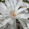 Centennial Star Magnolia - 1 Gallon Pot