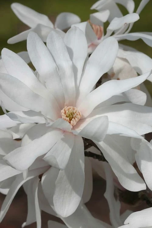 Centennial Star Magnolia - 1 Gallon Pot 3 Centennial Star Magnolia - 1 Gallon Pot