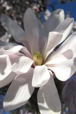 Centennial Star Magnolia - 3 Gallon Pot -Plant Shop Magnolia Centennial 13