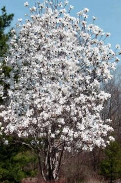 Centennial Star Magnolia - 3 Gallon Pot -Plant Shop Magnolia Centennial 19