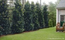 Claudia Wannamaker Southern Magnolia - 5 Gallon Pot -Plant Shop Magnolia Claudia Wannamaker 2 3