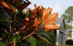 Claudia Wannamaker Southern Magnolia - 7 Gallon Pot (4-5') -Plant Shop Magnolia Claudia Wannamaker 3 1