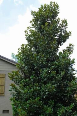 Claudia Wannamaker Southern Magnolia - 7 Gallon Pot (5-6') -Plant Shop Magnolia Claudia Wannamaker 4