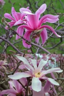 Leonard Messel Star Magnolia - 3 Gallon Pot -Plant Shop Magnolia Leonard Messel 21