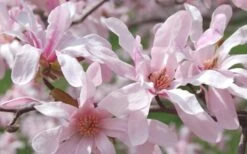 Leonard Messel Star Magnolia - 3 Gallon Pot -Plant Shop Magnolia Leonard Messel 23