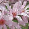 Leonard Messel Star Magnolia - 3 Gallon Pot -Plant Shop Magnolia Leonard Messel 24