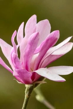 Leonard Messel Star Magnolia - 3 Gallon Pot -Plant Shop Magnolia Leonard Messel 26