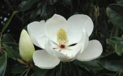 Little Gem Dwarf Southern Magnolia - 3 Gallon Pot (2.5-3.5') -Plant Shop Magnolia Little Gem Bloom 2
