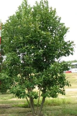 Moonglow Sweetbay Magnolia Tree (Magnolia Virginiana 'Jim Wilson') - 3 Gallon Pot -Plant Shop Magnolia Moonglow Sweetbay 6