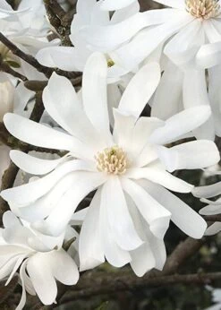 Royal Star Magnolia - 3 Gallon Pot -Plant Shop Magnolia Royal Star 10 2