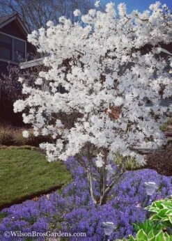 Royal Star Magnolia - 1 Gallon Pot -Plant Shop Magnolia Royal Star 12