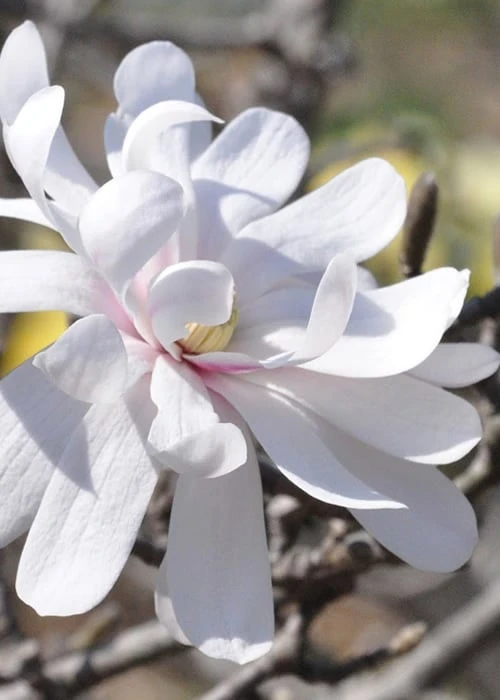 Royal Star Magnolia - 2 Gallon Pot 3 Royal Star Magnolia - 2 Gallon Pot