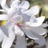 Royal Star Magnolia - 1 Gallon Pot