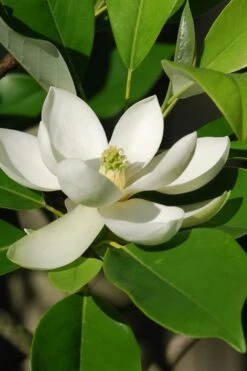 Sweetbay Magnolia - 7 Gallon Pot (5-6') -Plant Shop Magnolia Sweet Bay 10