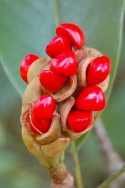 Sweetbay Magnolia - 7 Gallon Pot (5-6') -Plant Shop Magnolia Sweet Bay 14