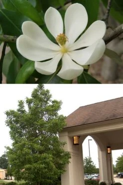 Sweetbay Magnolia - 7 Gallon Pot (5-6') -Plant Shop Magnolia Sweetbay 2 500x750 1