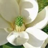 Moonglow Sweetbay Magnolia Tree (Magnolia Virginiana 'Jim Wilson') - 3 Gallon Pot -Plant Shop Magnolia Sweetbay Moonglow 10
