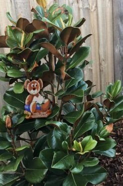 Teddy Bear Dwarf Southern Magnolia - 7 Gallon Pot (3-4') -Plant Shop Magnolia Teddy Bear 4