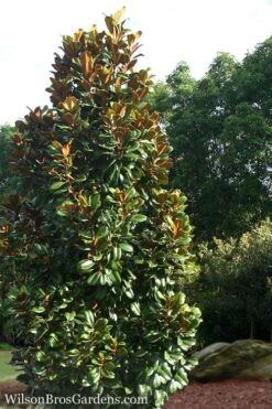 Teddy Bear Dwarf Southern Magnolia - 7 Gallon Pot (3-4') -Plant Shop Magnolia Teddy Bear 5