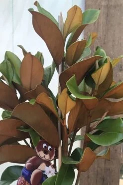 Teddy Bear Dwarf Southern Magnolia - 7 Gallon Pot (3-4') -Plant Shop Magnolia Teddy Bear 6