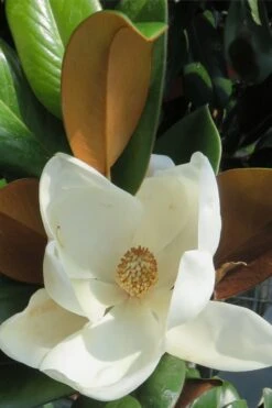 Teddy Bear Dwarf Southern Magnolia - 7 Gallon Pot (3-4') -Plant Shop Magnolia Teddy Bear 7