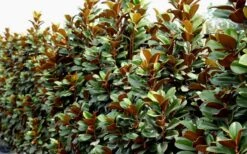 Teddy Bear Dwarf Southern Magnolia - 7 Gallon Pot (3-4') -Plant Shop Magnolia Teddy Bear 8