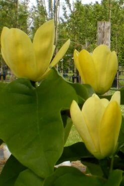 Yellow Bird Magnolia Tulip Tree - 1 Gallon Pot -Plant Shop Magnolia Yellow Bird 10