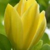 Yellow Bird Magnolia Tulip Tree - 1 Gallon Pot -Plant Shop Magnolia Yellow Bird 13