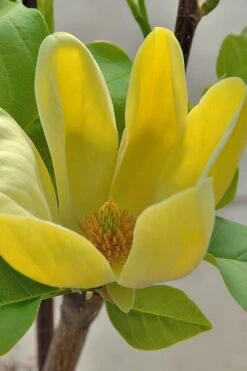 Yellow Bird Magnolia Tulip Tree - 1 Gallon Pot -Plant Shop Magnolia Yellow Bird 16