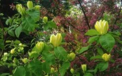 Yellow Bird Magnolia Tulip Tree - 1 Gallon Pot -Plant Shop Magnolia Yellow Bird 18