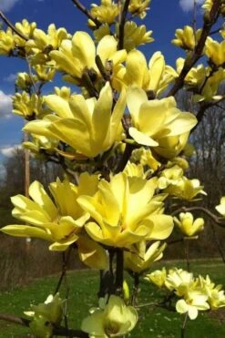 Yellow Bird Magnolia Tulip Tree - 1 Gallon Pot -Plant Shop Magnolia Yellow Bird 32
