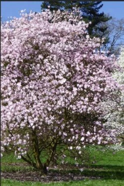 Centennial Blush Star Magnolia - 3 Gallon Pot -Plant Shop Magnolia stellata centennial blush 2