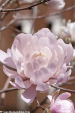 Centennial Blush Star Magnolia - 3 Gallon Pot -Plant Shop Magnolia stellata centennial blush 3