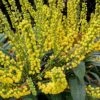 Marvel Mahonia - 3 Gallon Pot -Plant Shop Mahonia Marvel 10