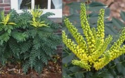 Marvel Mahonia - 3 Gallon Pot -Plant Shop Mahonia Marvel Flowers