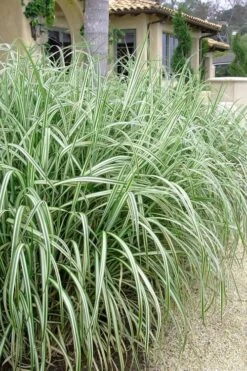Variegated Maiden Grass - Miscanthus Sinensis 'Variegatus' - 3 Gallon Pot -Plant Shop Maiden Grass Variegated 11 1