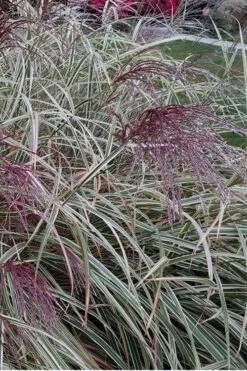 Variegated Maiden Grass - Miscanthus Sinensis 'Variegatus' - 3 Gallon Pot -Plant Shop Maiden Grass Variegated 12 1