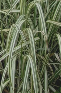 Variegated Maiden Grass - Miscanthus Sinensis 'Variegatus' - 3 Gallon Pot -Plant Shop Maiden Grass Variegated 13 1