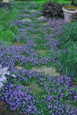 Blue Flowering Mazus - 6 Pack Of Pint Pots -Plant Shop Masuz Blue 10 1