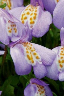 Blue Flowering Mazus - 6 Pack Of Pint Pots -Plant Shop Masuz Blue 4 1