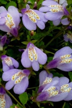 Blue Flowering Mazus - 18 Pack Of 3.5" Pint Pots -Plant Shop Masuz Blue 5 2