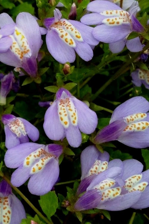 Blue Flowering Mazus - 36 Pack Of 3.5" Pint Pots 8 Blue Flowering Mazus - 36 Pack Of 3.5" Pint Pots - Image 6