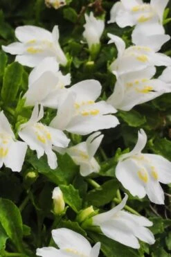 White Flowering Mazus - 6 Pack Of Pint Pots 13 White Flowering Mazus - 6 Pack Of Pint Pots -Plant Shop Masuz White 2 2