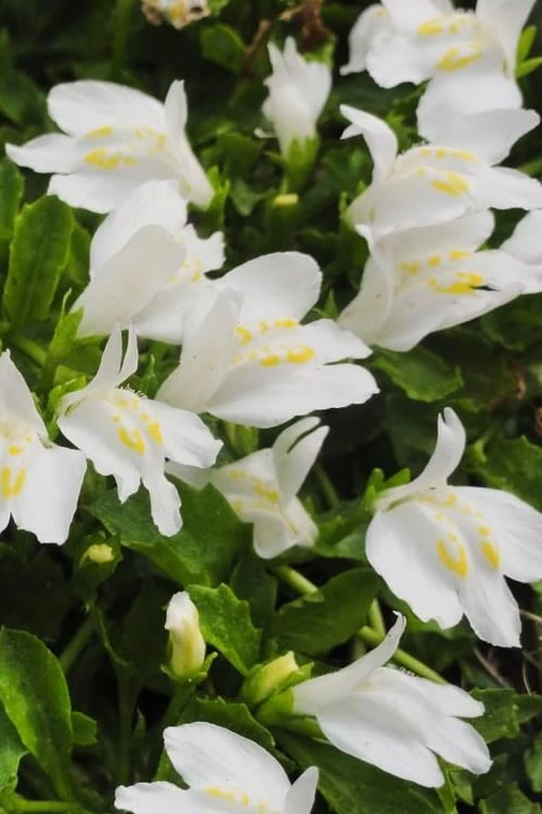 White Flowering Mazus - 6 Pack Of Pint Pots 8 White Flowering Mazus - 6 Pack Of Pint Pots - Image 6