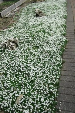 White Flowering Mazus - 10 Pack Of Pint Pots -Plant Shop Masuz White 3 1