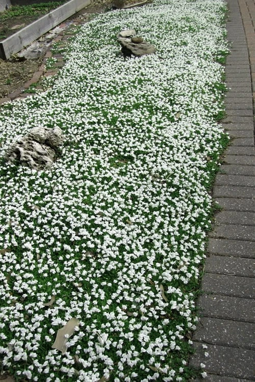 White Flowering Mazus - 6 Pack Of Pint Pots 7 White Flowering Mazus - 6 Pack Of Pint Pots - Image 5