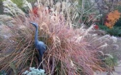 Adagio Dwarf Maiden Grass (Miscanthus Sinensis) - 6-Pack Of 1 Gallon Pots -Plant Shop Miscanthus Adagio Fall Foliage Color